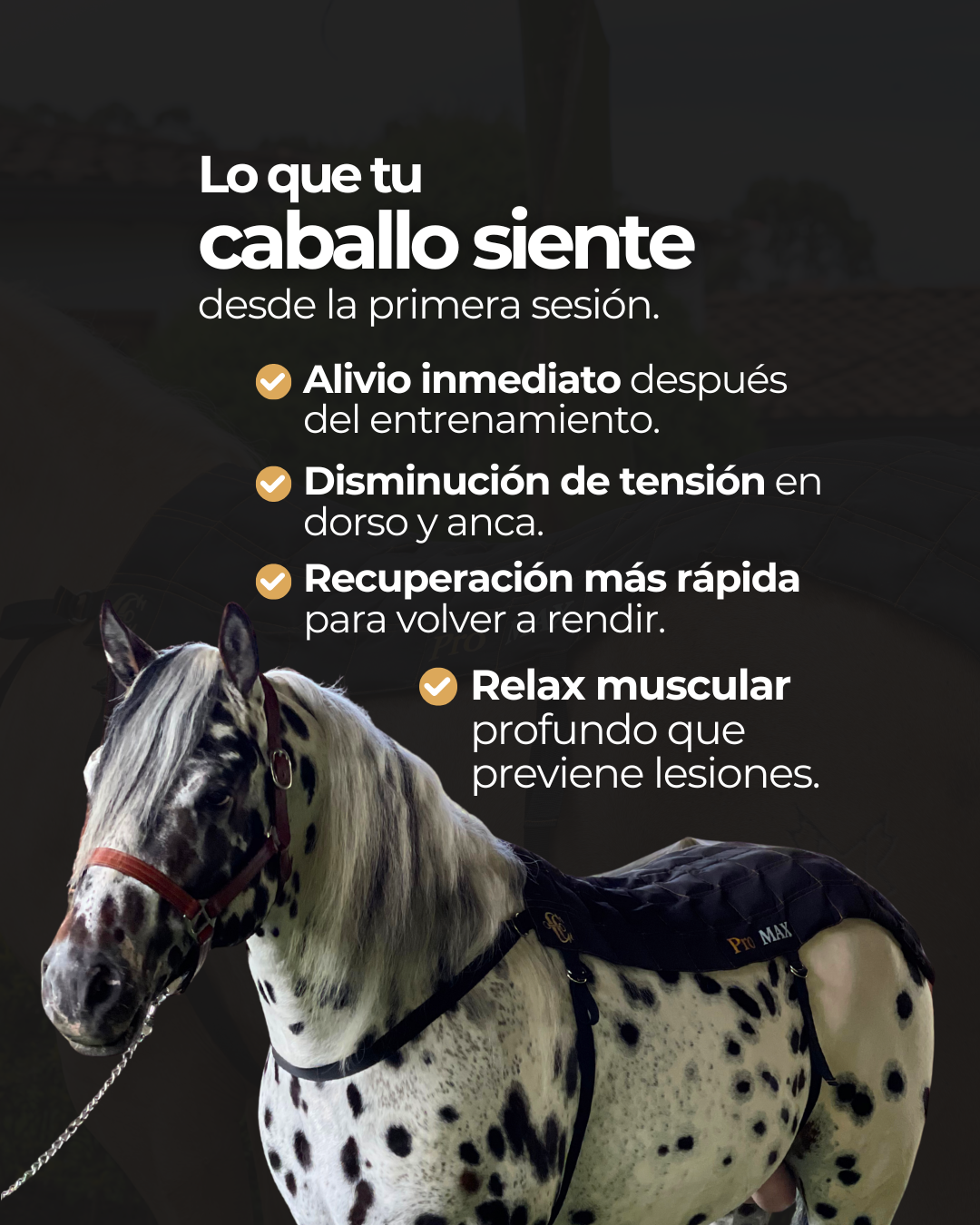Manta de Hielo Pro Max para Caballos